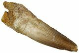 Juvenile Fossil Spinosaurus Tooth - Real Dinosaur Tooth #289834-1